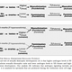 Illustration for article titled Scientists claim that homosexuality is not genetic — but it arises in the womb